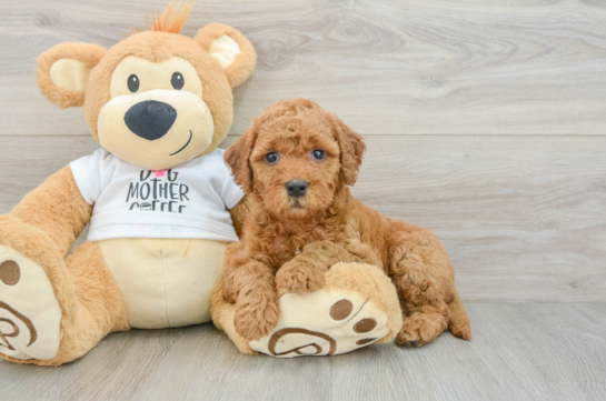 Popular Mini Goldendoodle Poodle Mix Pup