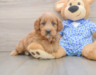 6 week old Mini Goldendoodle Puppy For Sale - Premier Pups