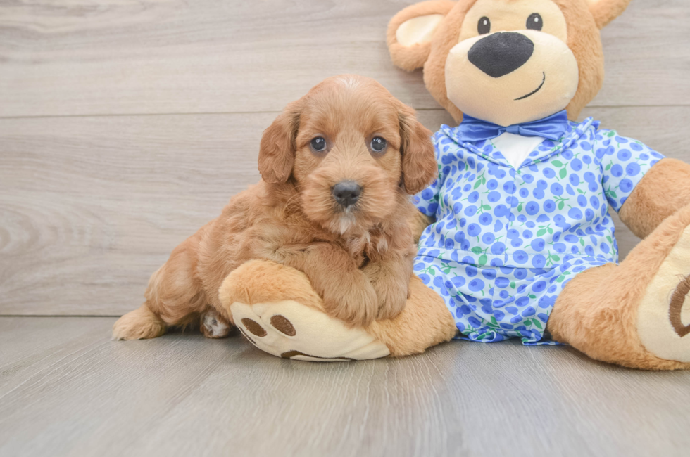6 week old Mini Goldendoodle Puppy For Sale - Premier Pups