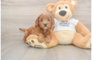 Mini Goldendoodle Puppy for Adoption