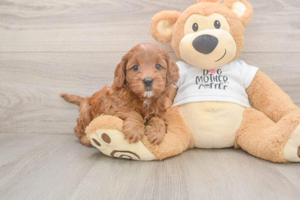Mini Goldendoodle Puppy for Adoption