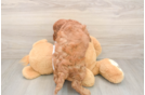 Fluffy Mini Goldendoodle Poodle Mix Pup