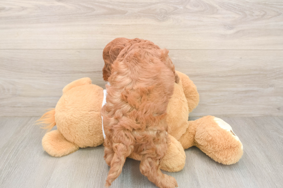 Fluffy Mini Goldendoodle Poodle Mix Pup