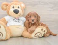 7 week old Mini Goldendoodle Puppy For Sale - Premier Pups
