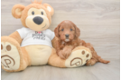 Best Mini Goldendoodle Baby