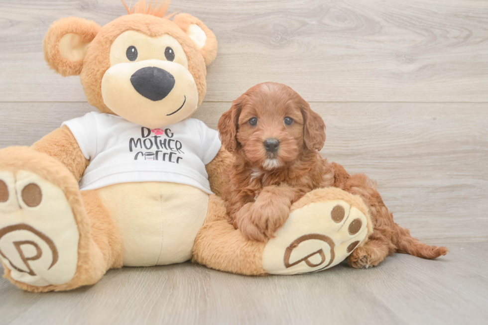 Best Mini Goldendoodle Baby