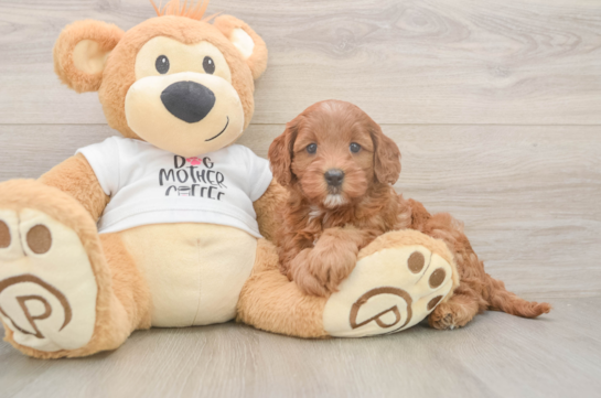 Best Mini Goldendoodle Baby