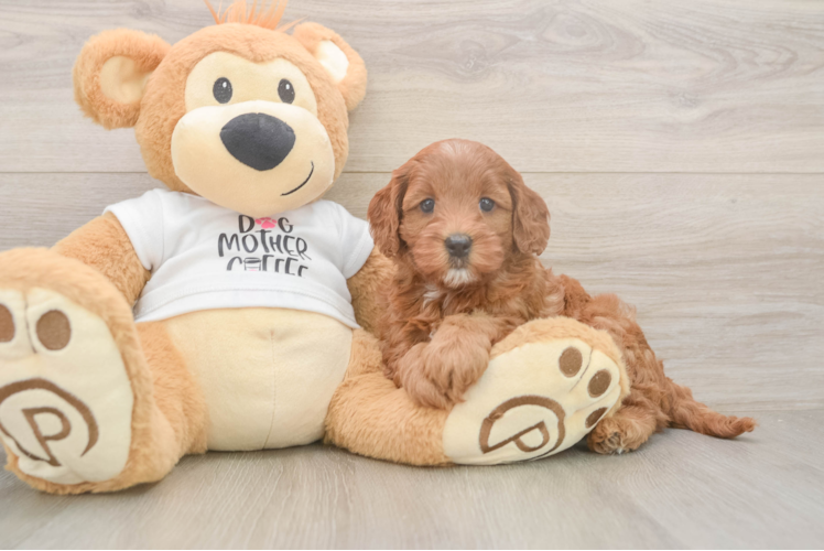 Meet Lilo - our Mini Goldendoodle Puppy Photo  1/3 - Premier Pups Best Mini Goldendoodle Baby