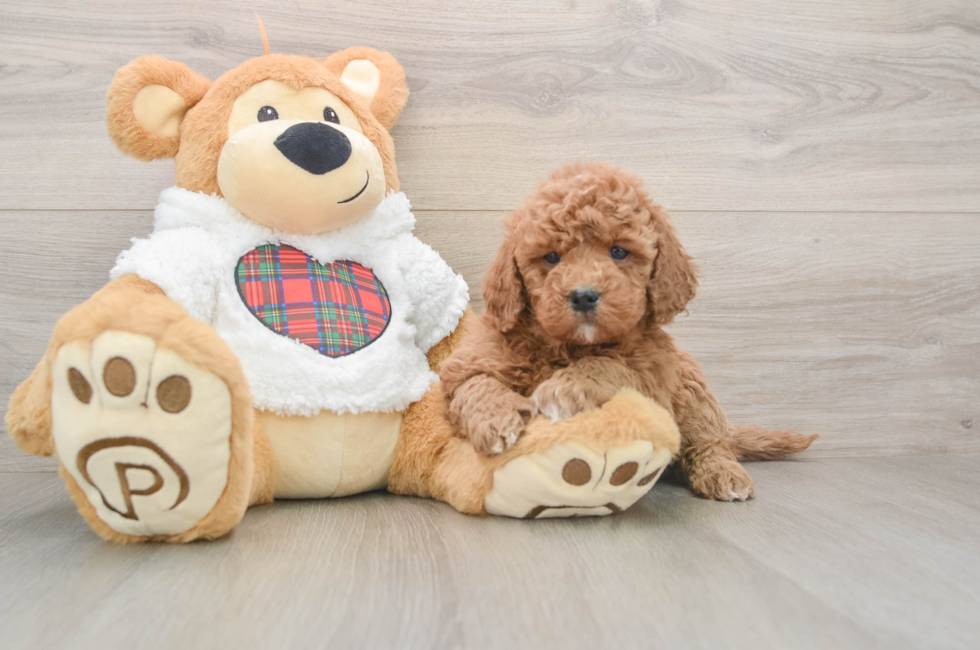 5 week old Mini Goldendoodle Puppy For Sale - Premier Pups