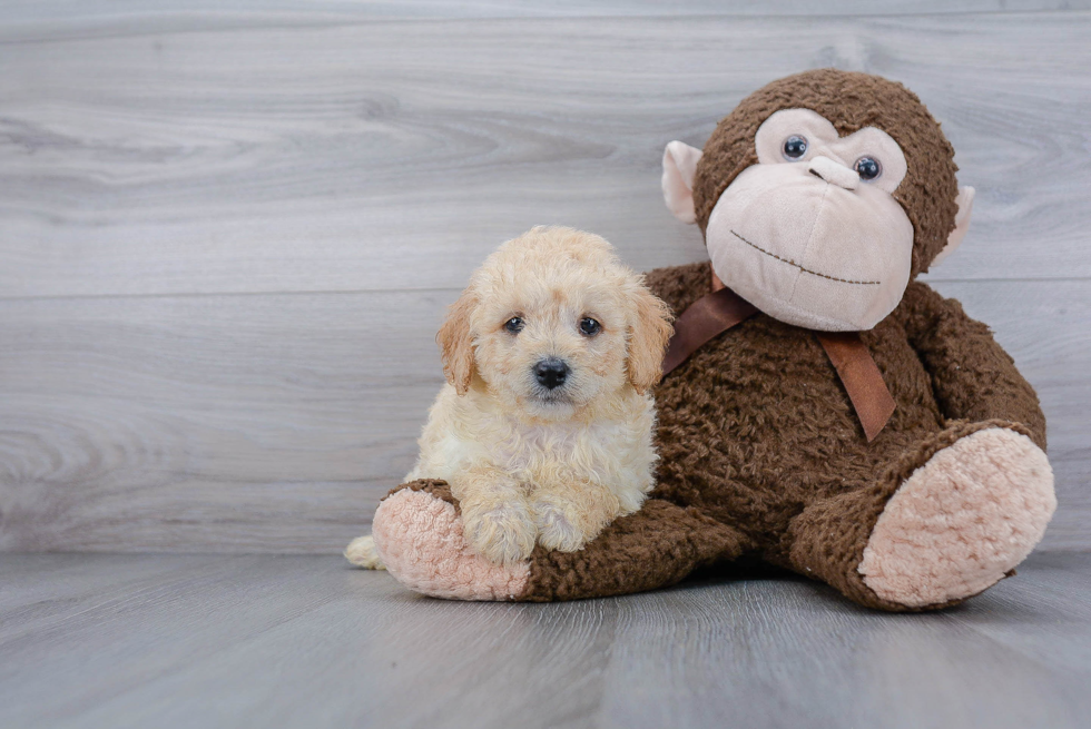 Popular Mini Goldendoodle Poodle Mix Pup