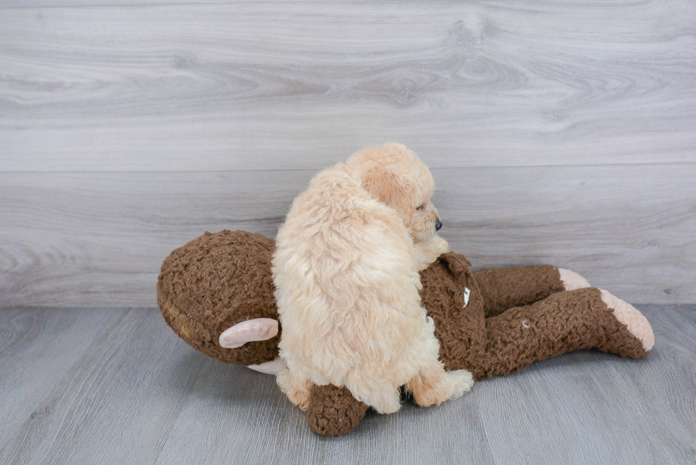 Fluffy Mini Goldendoodle Poodle Mix Pup