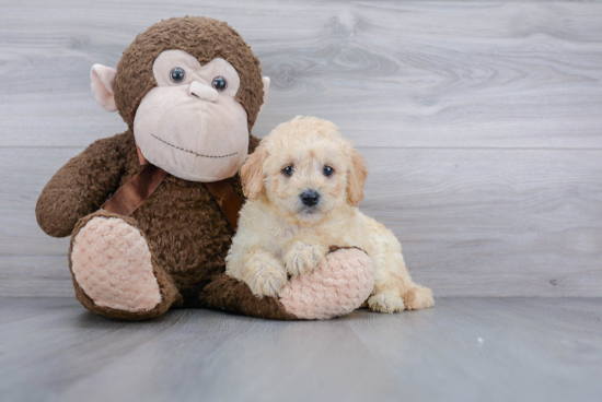 Mini Goldendoodle Puppy for Adoption