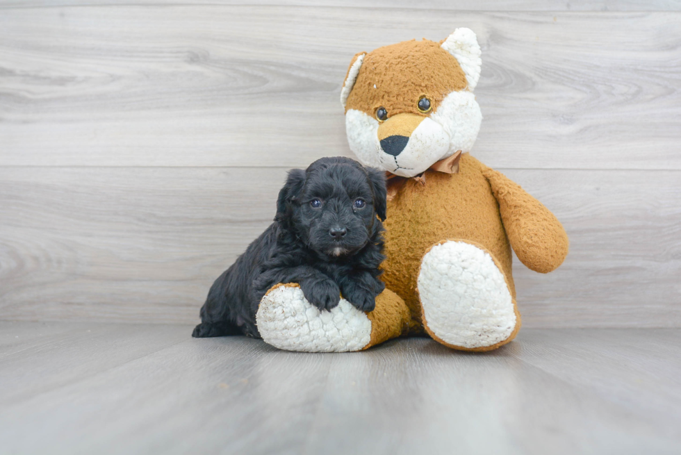 Best Mini Goldendoodle Baby