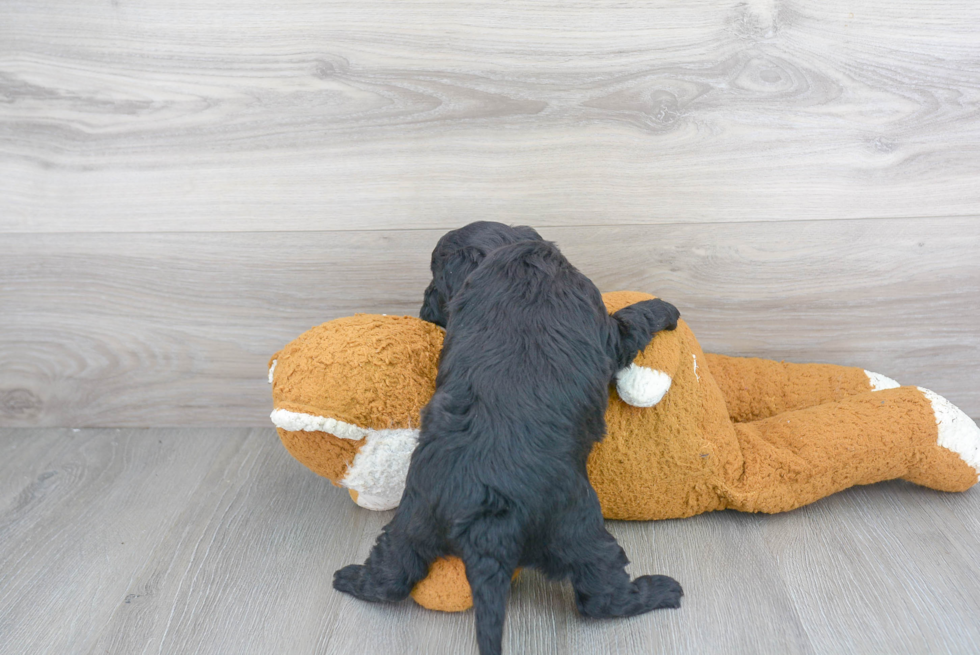 Energetic Golden Retriever Poodle Mix Puppy