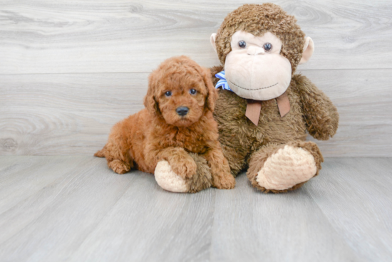 Popular Mini Goldendoodle Poodle Mix Pup