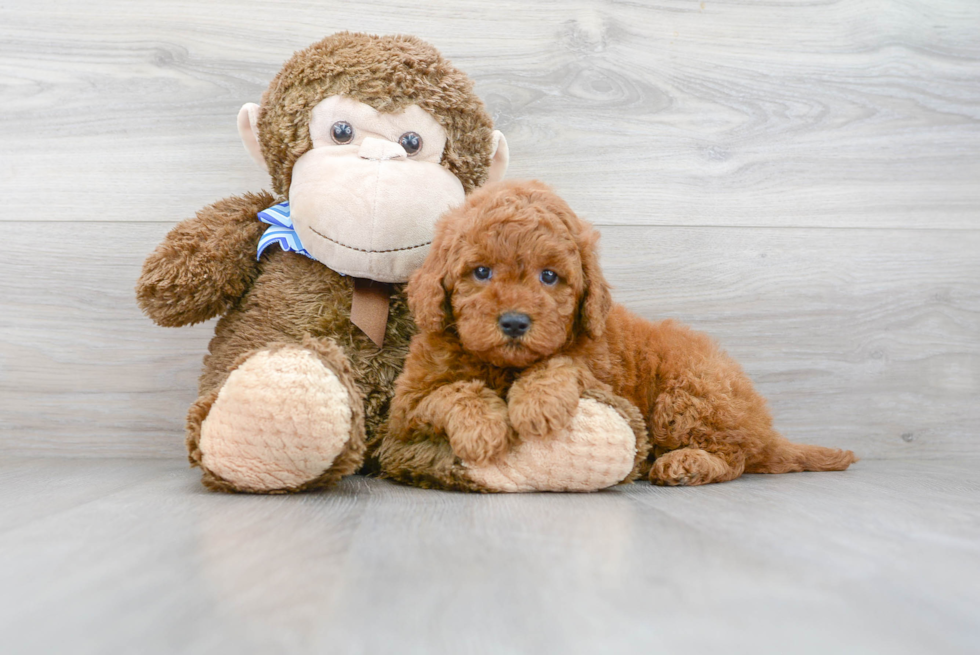 Hypoallergenic Golden Retriever Poodle Mix Puppy