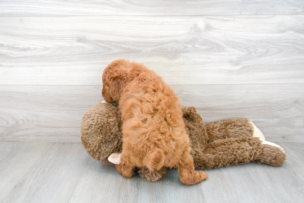 Energetic Golden Retriever Poodle Mix Puppy