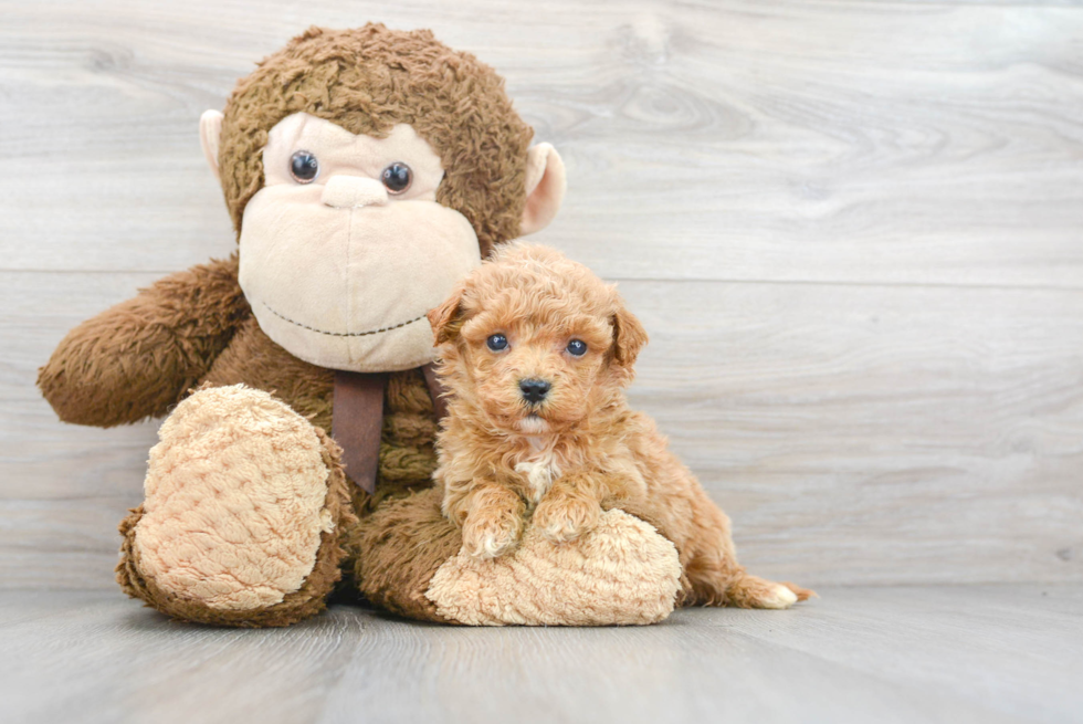 Best Mini Goldendoodle Baby