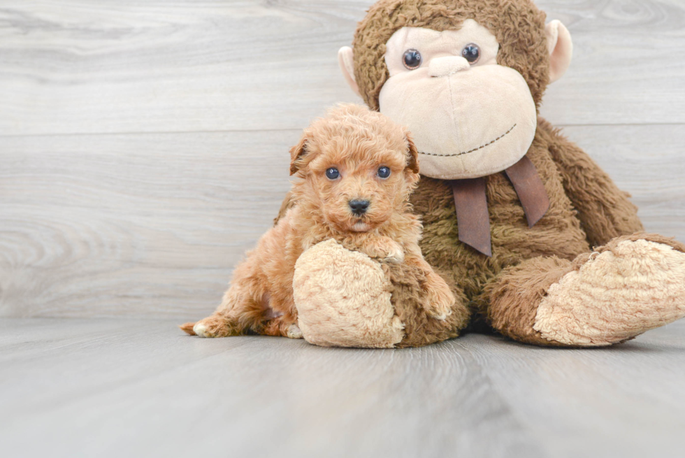 Mini Goldendoodle Puppy for Adoption