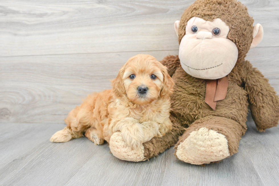 Energetic Golden Retriever Poodle Mix Puppy