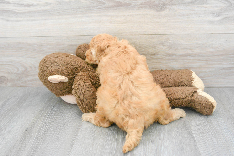 Best Mini Goldendoodle Baby