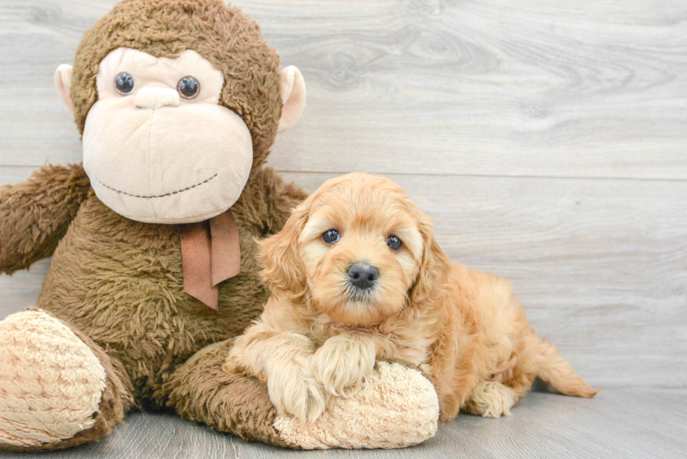 Best Mini Goldendoodle Baby