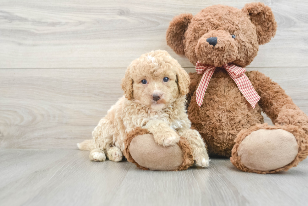 Energetic Golden Doodle Poodle Mix Puppy