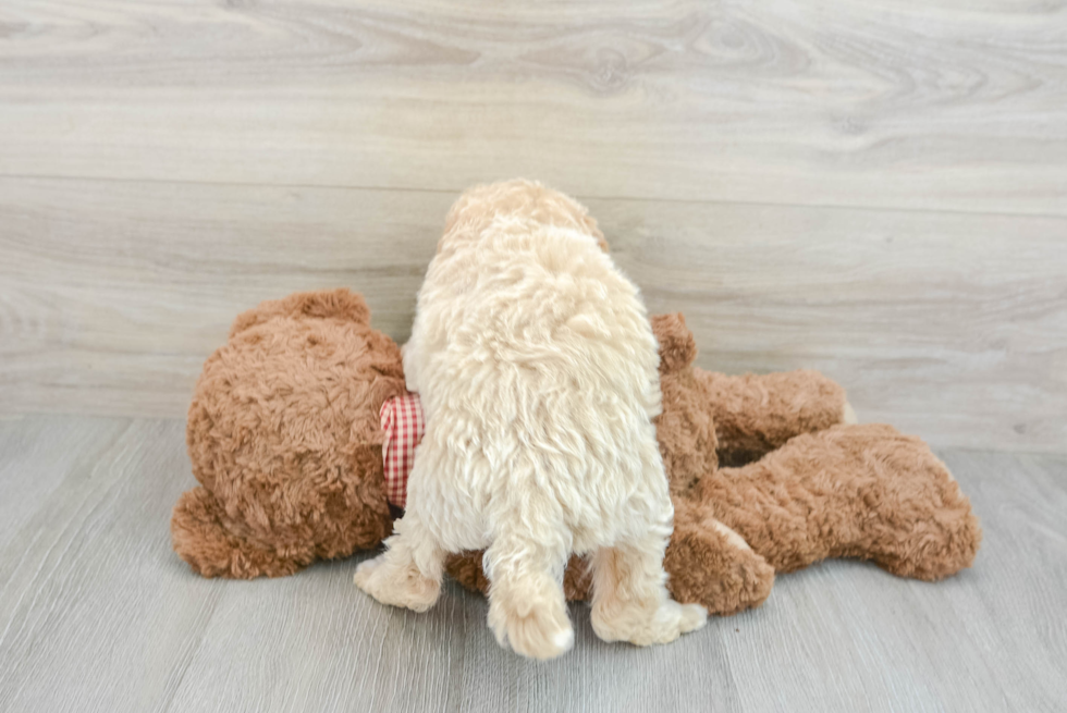 Mini Goldendoodle Puppy for Adoption