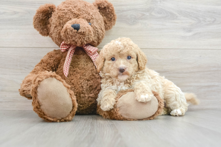 Fluffy Mini Goldendoodle Poodle Mix Pup