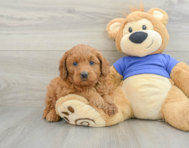 8 week old Mini Goldendoodle Puppy For Sale - Premier Pups