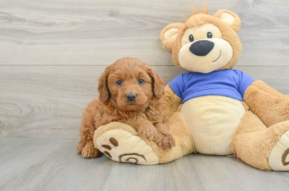 6 week old Mini Goldendoodle Puppy For Sale - Premier Pups