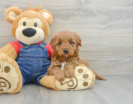 6 week old Mini Goldendoodle Puppy For Sale - Premier Pups