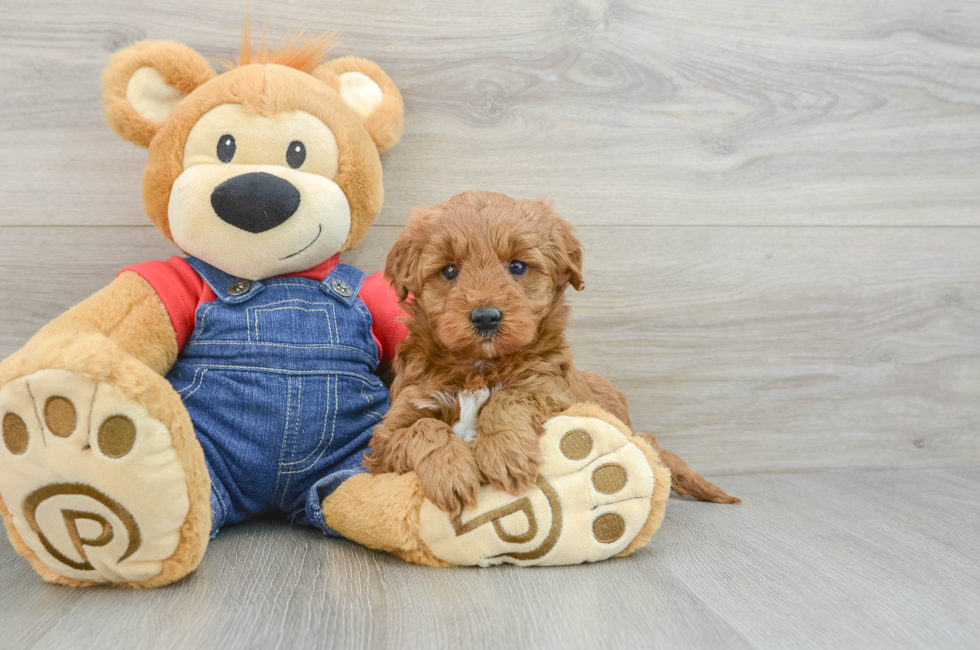 6 week old Mini Goldendoodle Puppy For Sale - Premier Pups