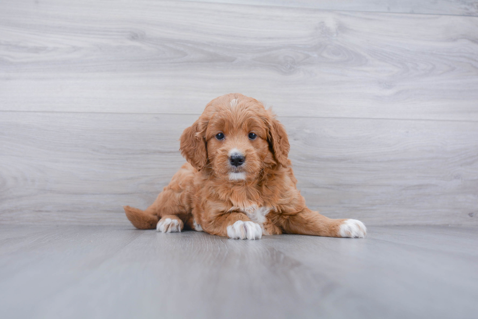 Happy Mini Goldendoodle Baby