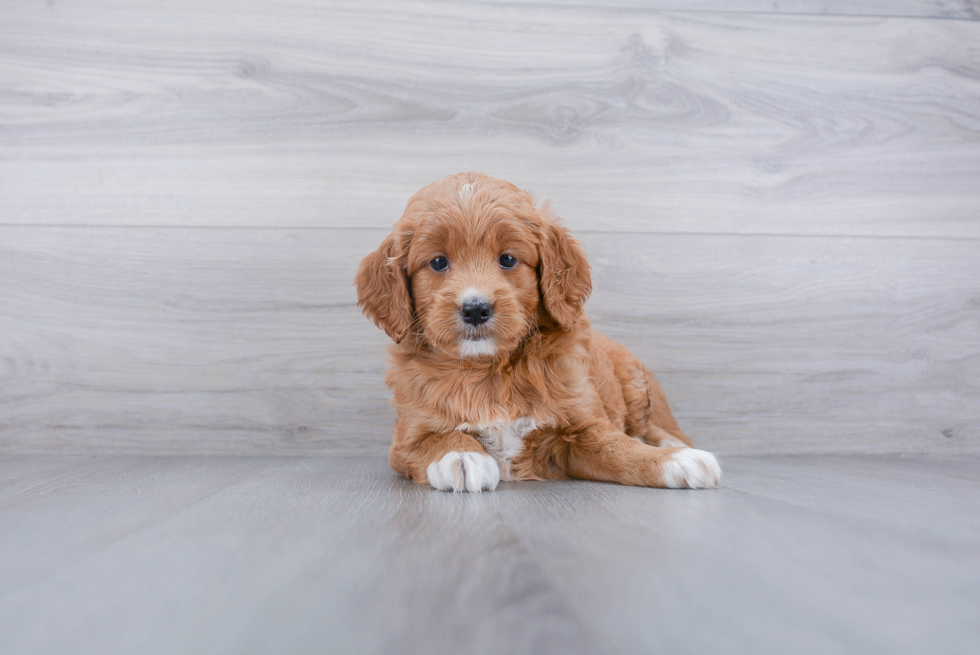 Mini Goldendoodle Pup Being Cute