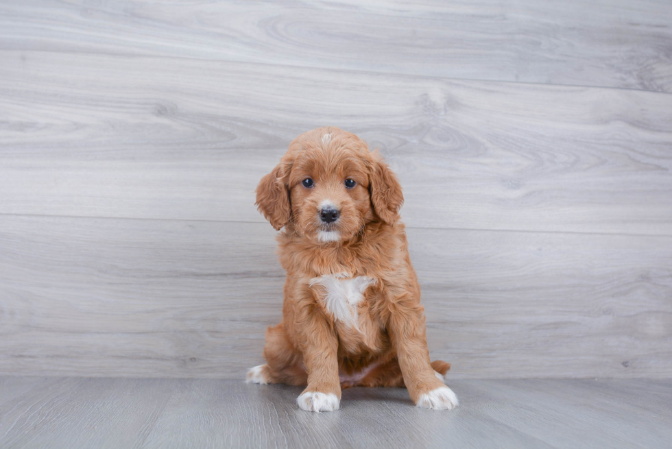 Mini Goldendoodle Puppy for Adoption