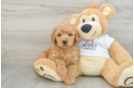 Best Mini Goldendoodle Baby