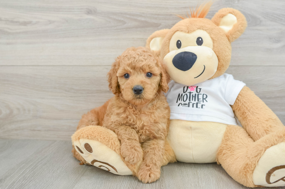 5 week old Mini Goldendoodle Puppy For Sale - Premier Pups