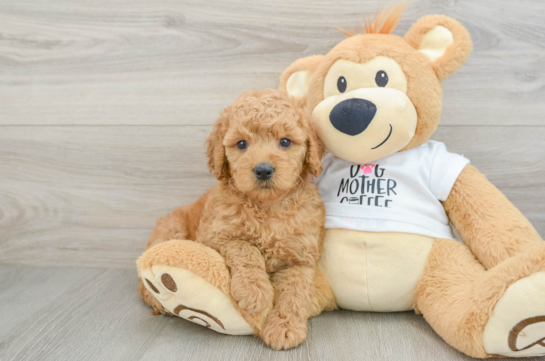 Best Mini Goldendoodle Baby