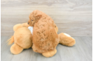 Happy Mini Goldendoodle Baby