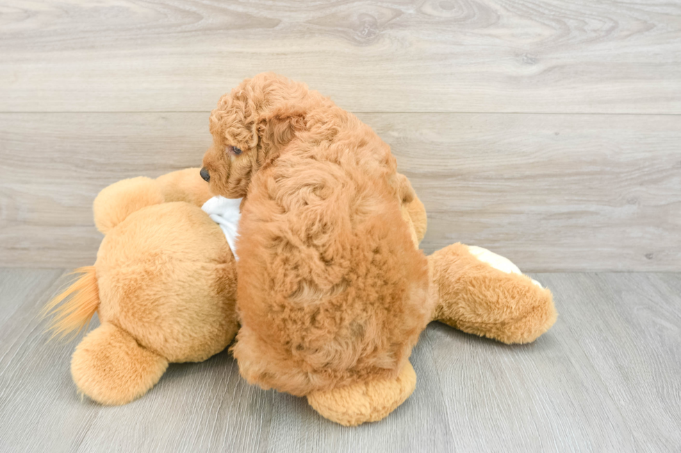 Happy Mini Goldendoodle Baby