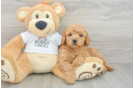 Best Mini Goldendoodle Baby