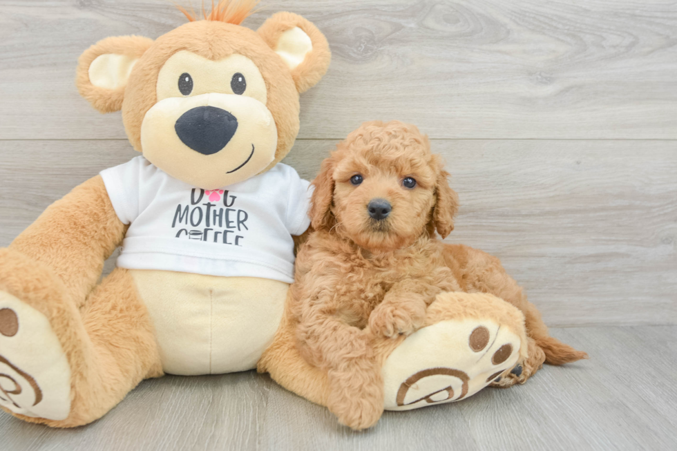 Best Mini Goldendoodle Baby