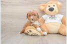 Fluffy Mini Goldendoodle Poodle Mix Pup