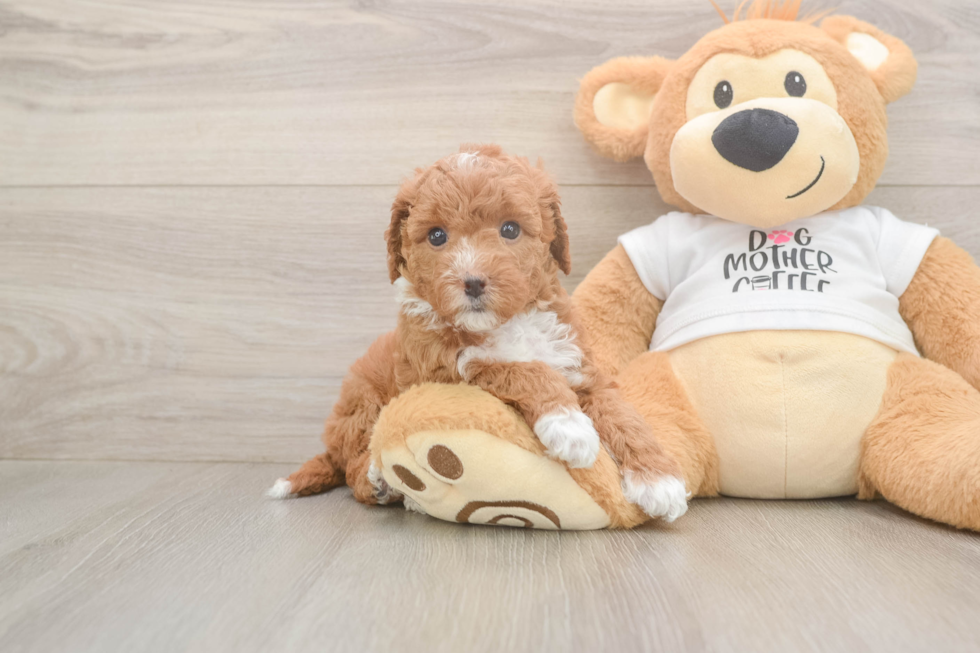Fluffy Mini Goldendoodle Poodle Mix Pup
