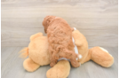 Small Mini Goldendoodle Baby