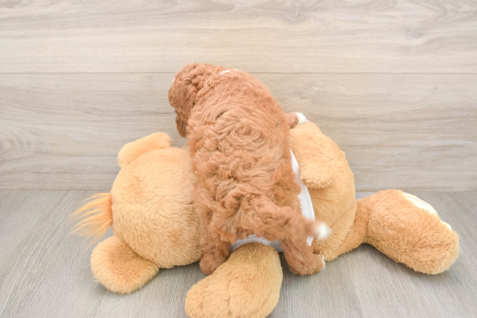 Small Mini Goldendoodle Baby