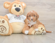 7 week old Mini Goldendoodle Puppy For Sale - Premier Pups