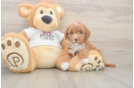 Cute Mini Goldendoodle Baby