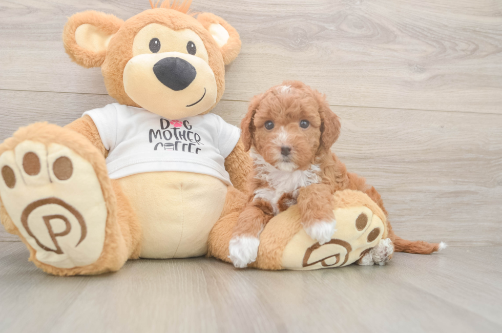 5 week old Mini Goldendoodle Puppy For Sale - Premier Pups